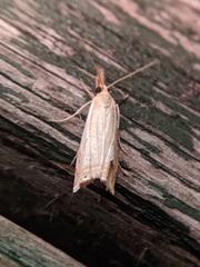 Crambus agitatellus