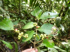 Ilex skutchii