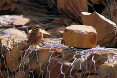 Emberiza capensis basutoensis