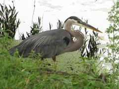 Ardea herodias