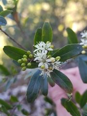 Leionema elatius beckleri
