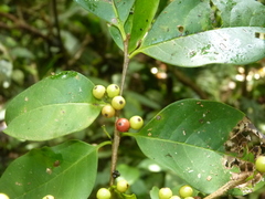 Ilex skutchii