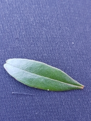 Leionema elatius beckleri