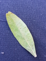 Leionema elatius beckleri