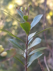 Leionema elatius beckleri