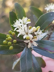 Leionema elatius beckleri
