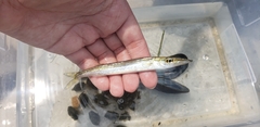 Sphyraena borealis