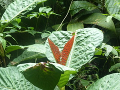 Pentagonia donnell-smithii