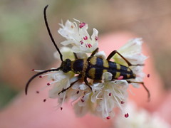 Stenostrophia tribalteata