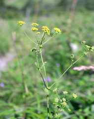 Bupleurum longiradiatum