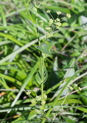 Bupleurum longiradiatum