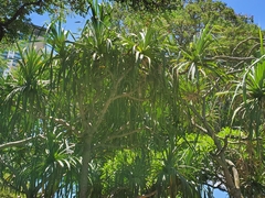 Pandanus tectorius