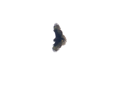 Buteo brachyurus