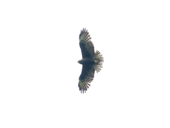 Buteo brachyurus