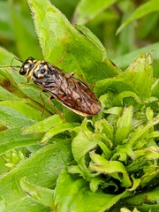 Pamphilioidea