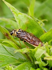 Pamphilioidea
