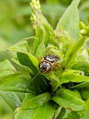 Pamphilioidea