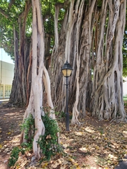 Ficus benghalensis