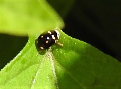 Brachiacantha decempustulata