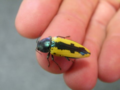 Buprestis viridisuturalis