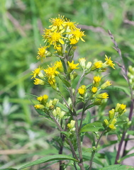 Solidago virgaurea asiatica