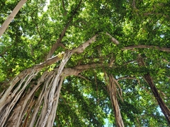 Ficus benghalensis