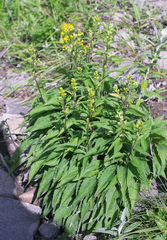 Solidago virgaurea asiatica