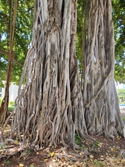 Ficus benghalensis