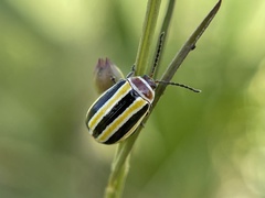 Kuschelina floridana
