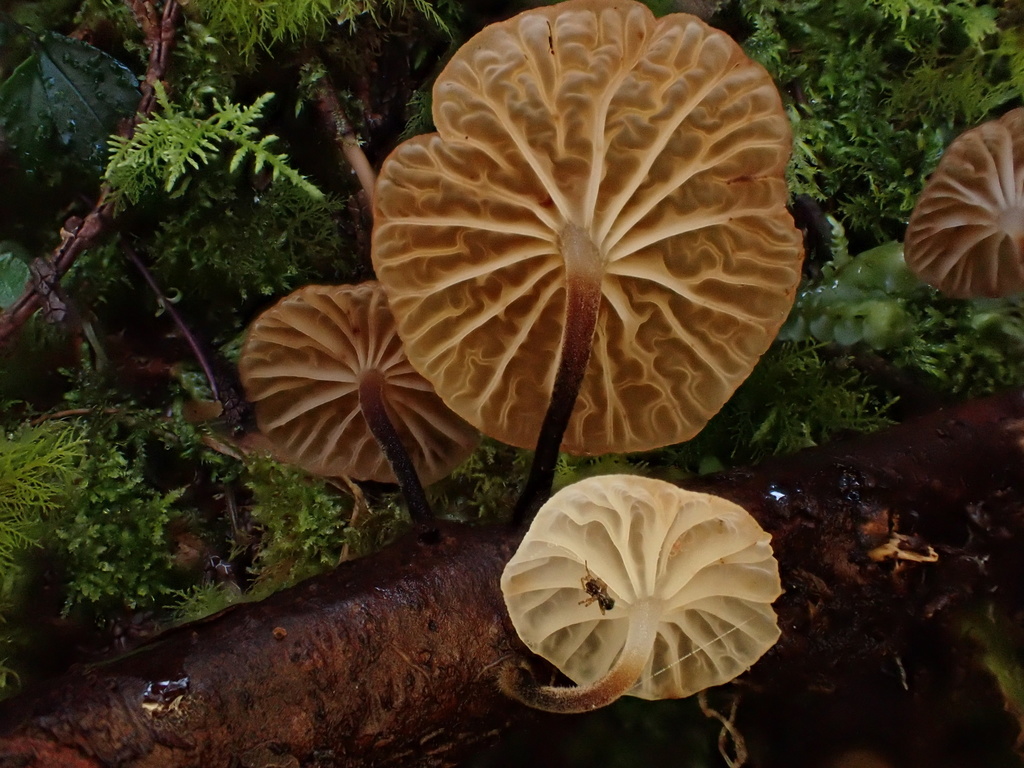 Gloiocephala cryptomeriae