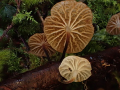 Gloiocephala cryptomeriae