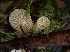 Gloiocephala cryptomeriae