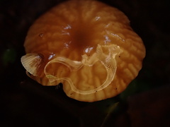 Gloiocephala cryptomeriae