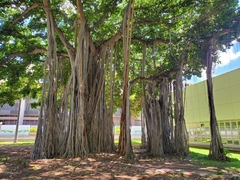 Ficus benghalensis
