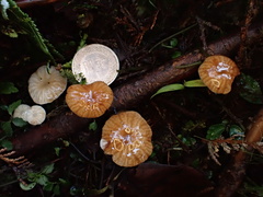 Gloiocephala cryptomeriae