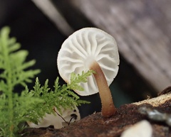 Gloiocephala cryptomeriae