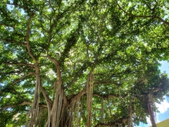 Ficus benghalensis