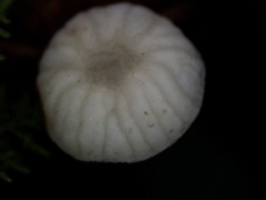 Gloiocephala cryptomeriae