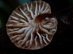 Gloiocephala cryptomeriae