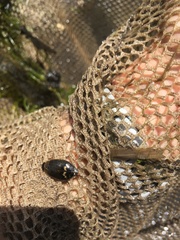 Acilius abbreviatus