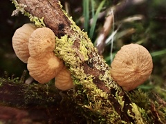 Gloiocephala cryptomeriae