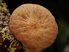 Gloiocephala cryptomeriae