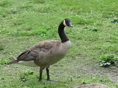 Branta canadensis