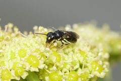 Hylaeus pictipes