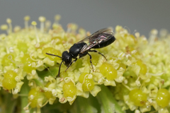 Hylaeus pictipes