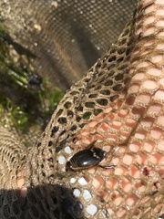 Acilius abbreviatus