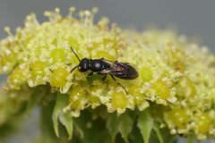 Hylaeus pictipes