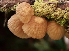 Gloiocephala cryptomeriae