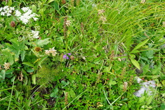 Oreojuncus monanthos