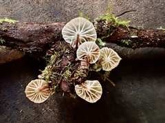 Gloiocephala cryptomeriae